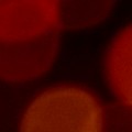 Bokeh-324